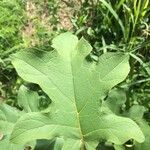 Solanum robustum Lapas