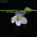 Begonia picta Агульны выгляд