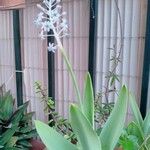Scilla latifolia Flower