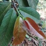 Treculia africana Leaf