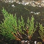 Salicornia procumbens Характер