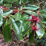 Illicium floridanum Blatt