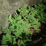 Gymnocarpium dryopteris ശീലം