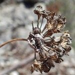Allium lusitanicum Hedelmä