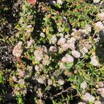 Eriogonum parvifolium Hábito