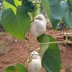 Dioscorea bulbifera Fruit