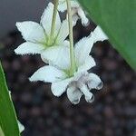Gomphocarpus physocarpus Fleur