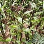 Zea mays Συνήθη χαρακτηριστικά