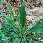 Plantago lanceolata Blatt