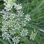 Chaerophyllum aromaticum 葉