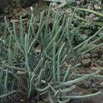 Euphorbia greenwayi Hábito