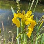 Iris juncea Kwiat