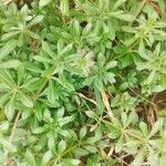 Galium maritimum Leaf