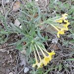 Lithospermum incisum Habitus