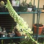 Albuca bracteata Flower