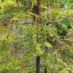 Juniperus procera Levél