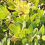Protea nitida Blüte