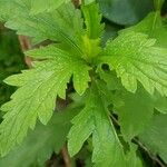 Verbena officinalis Fuelha