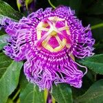 Passiflora incarnata Цвят