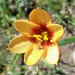 Habranthus tubispathus 花