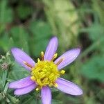 Galatella sedifolia Flower