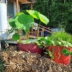 Nelumbo nucifera Other