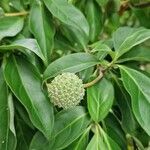 Cornus capitata 叶