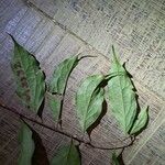 Licaria guianensis 葉