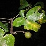 Leeuwenbergia africana Hoja