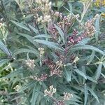 Vernonia fasciculata Flor