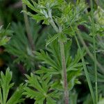 Potentilla argentea Feuille