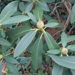 Rhododendron degronianum Blatt