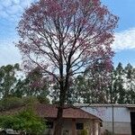 Tabebuia rosea Leaf