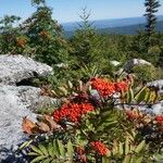 Sorbus scopulina Hedelmä