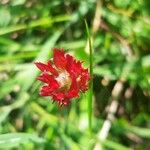 Trifolium incarnatum Kwiat