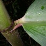 Costus laevis Lubje