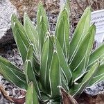 Agave victoriae-reginae Leaf