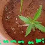 Cannabis sativaLapas