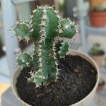 Euphorbia polyacantha Фрукт