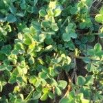 Glandularia peruviana 葉