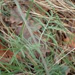 Scabiosa triandra Leaf