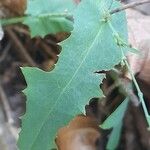 Lactuca muralis Leaf