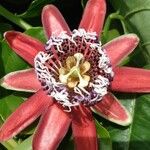Passiflora alata Blomst
