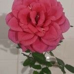 Rosa luciae Květ