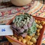 Echeveria minima Ліст