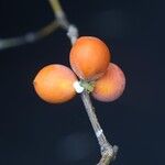 Pleiocarpa pycnantha Fruit