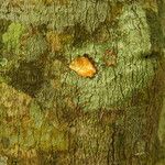 Picralima nitida Corteza