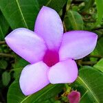 Cryptostegia madagascariensis Flower