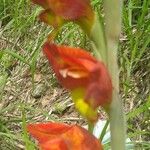 Gladiolus dalenii Blomst