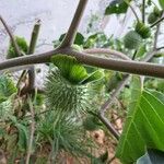 Datura inoxia Fruit